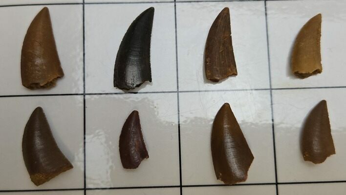 Lot Of Eight Raptor Teeth - Real Dinosaur Teeth #336604